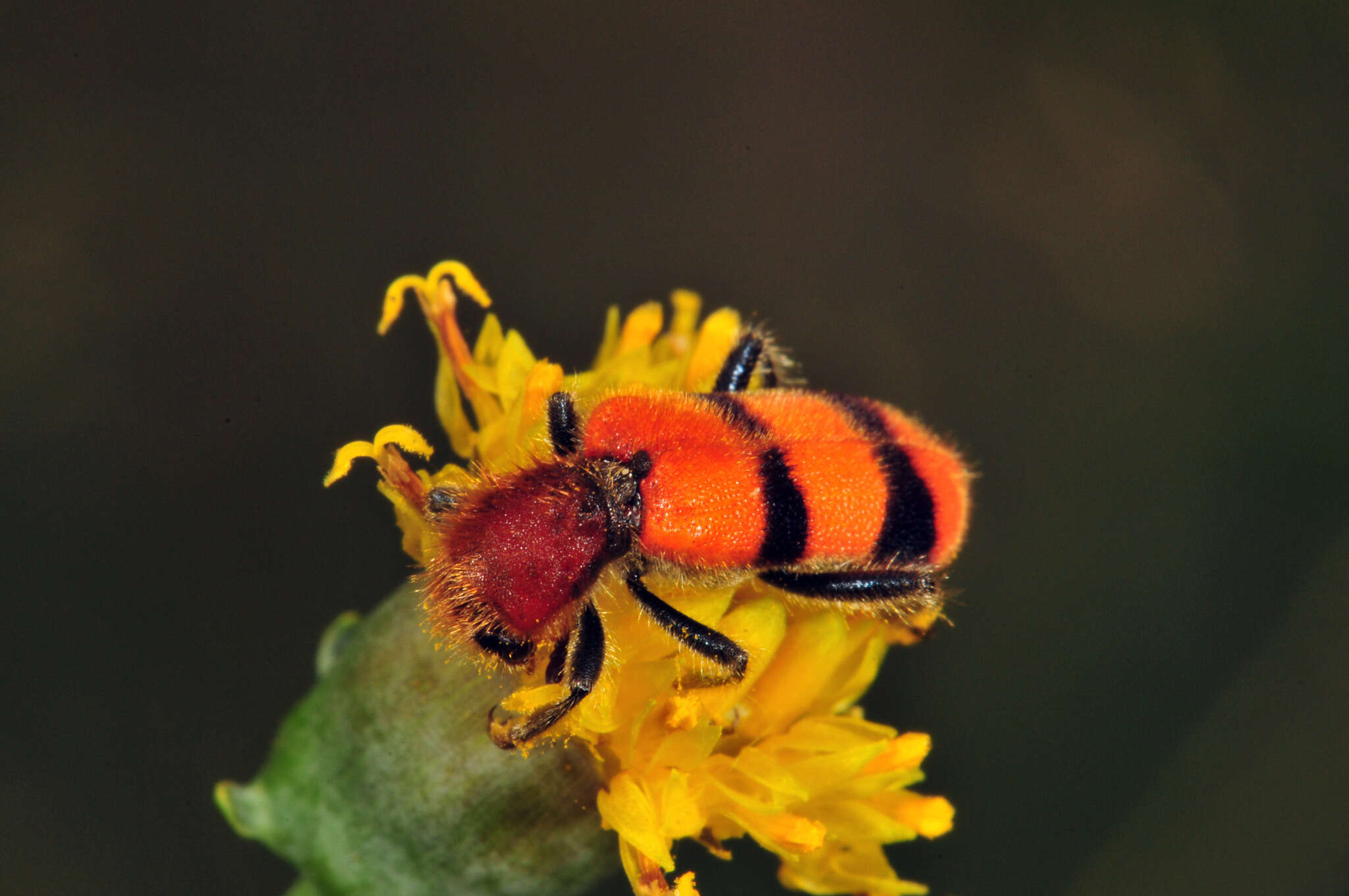 Image of Trichodes bibalteatus Le Conte 1858