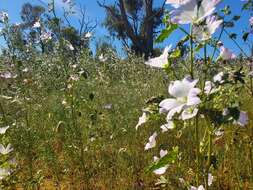 Image of Malva weinmanniana (Besser ex Rchb.) Conran