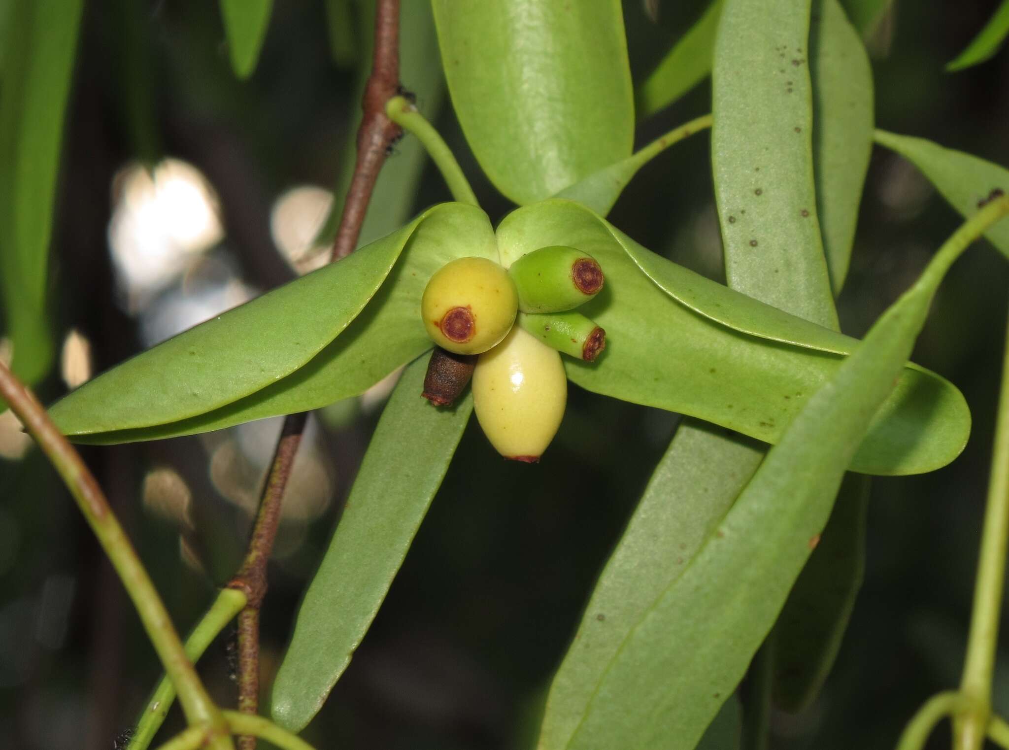 Image de Diplatia grandibractea (F. Müll.) Tieghem