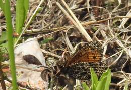 Image of Chryxus Arctic