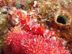 Image of McAdams scorpionfish