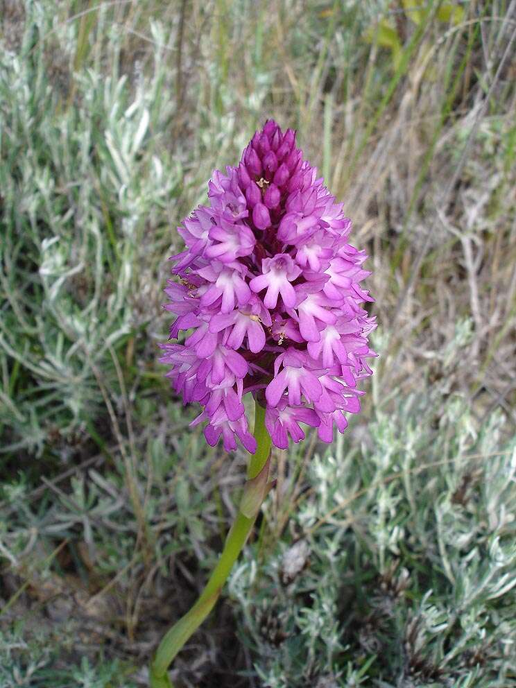 صورة Anacamptis pyramidalis (L.) Rich.