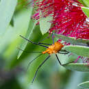 Image of Milkweed Assassin Bug