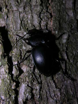 Image of Carabus (Oreocarabus) glabratus Paykull 1790