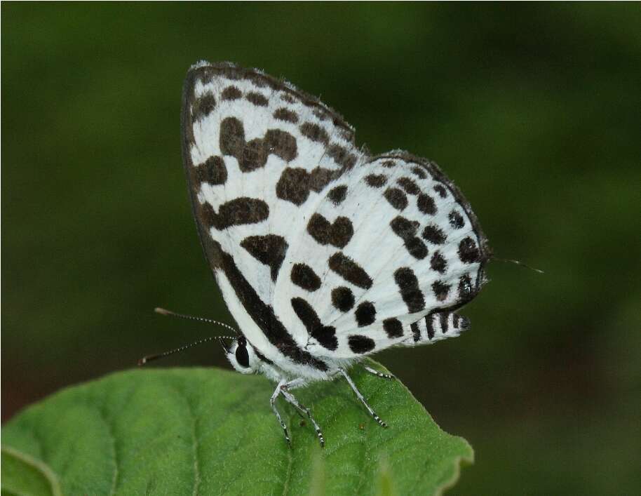 Image of Common Pierrot