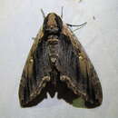 Image of Elm Sphinx