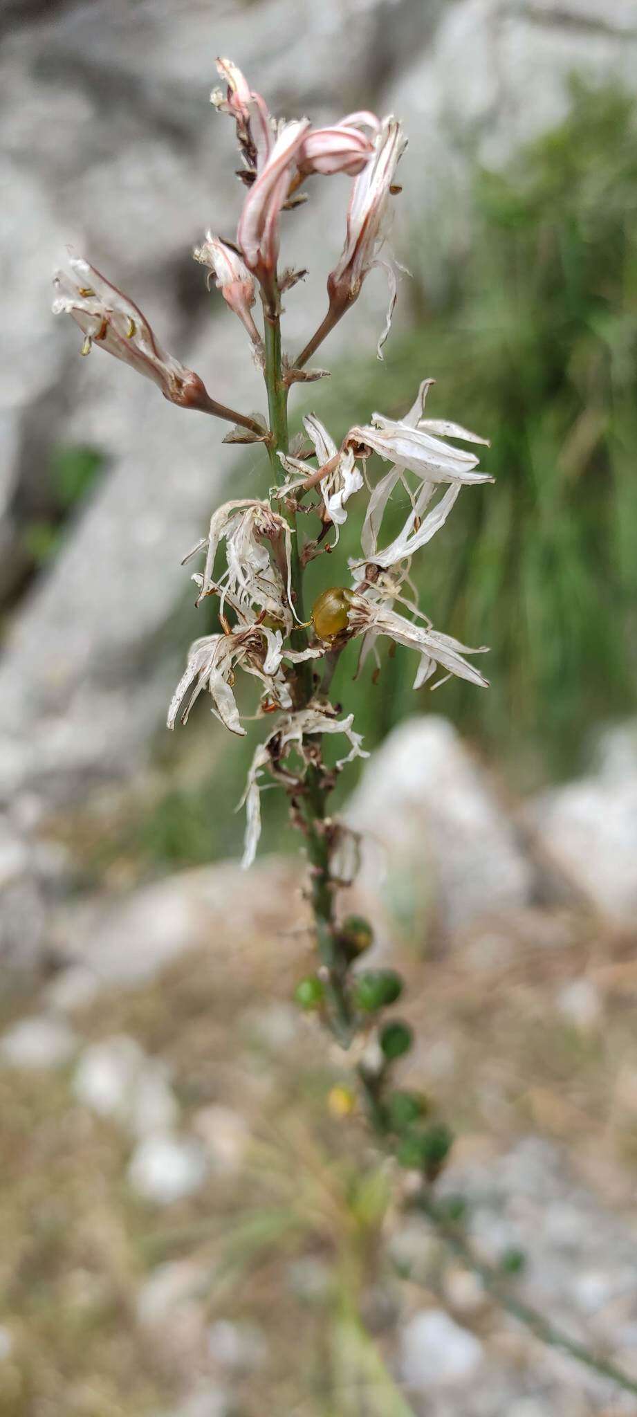 Image of Asphodelus ramosus subsp. ramosus