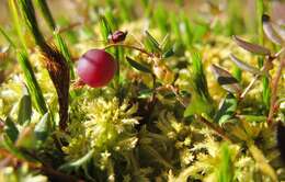 Image of Bog Cranberry