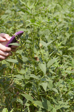 Psoralea onobrychis Nutt.的圖片