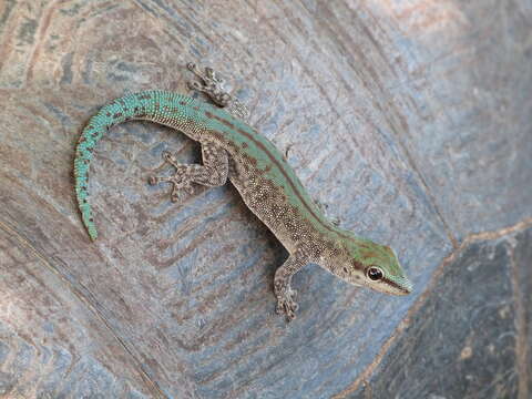 Plancia ëd Phelsuma abbotti abbotti Stejneger 1893