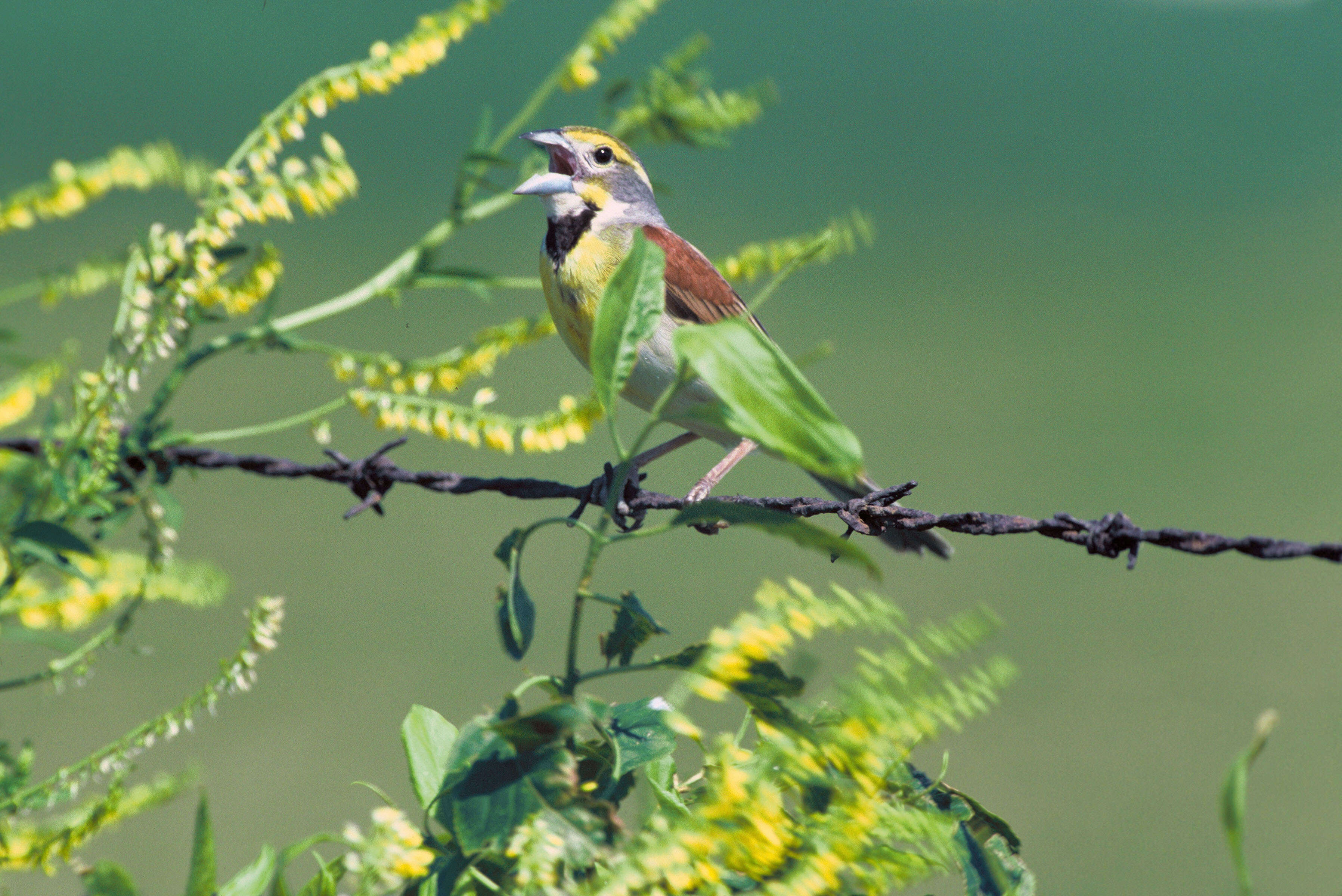 Image of cardinals