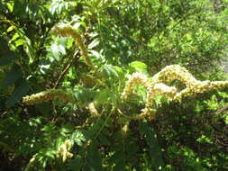 Image of Bencomia caudata (Ait.) Webb & Berth.