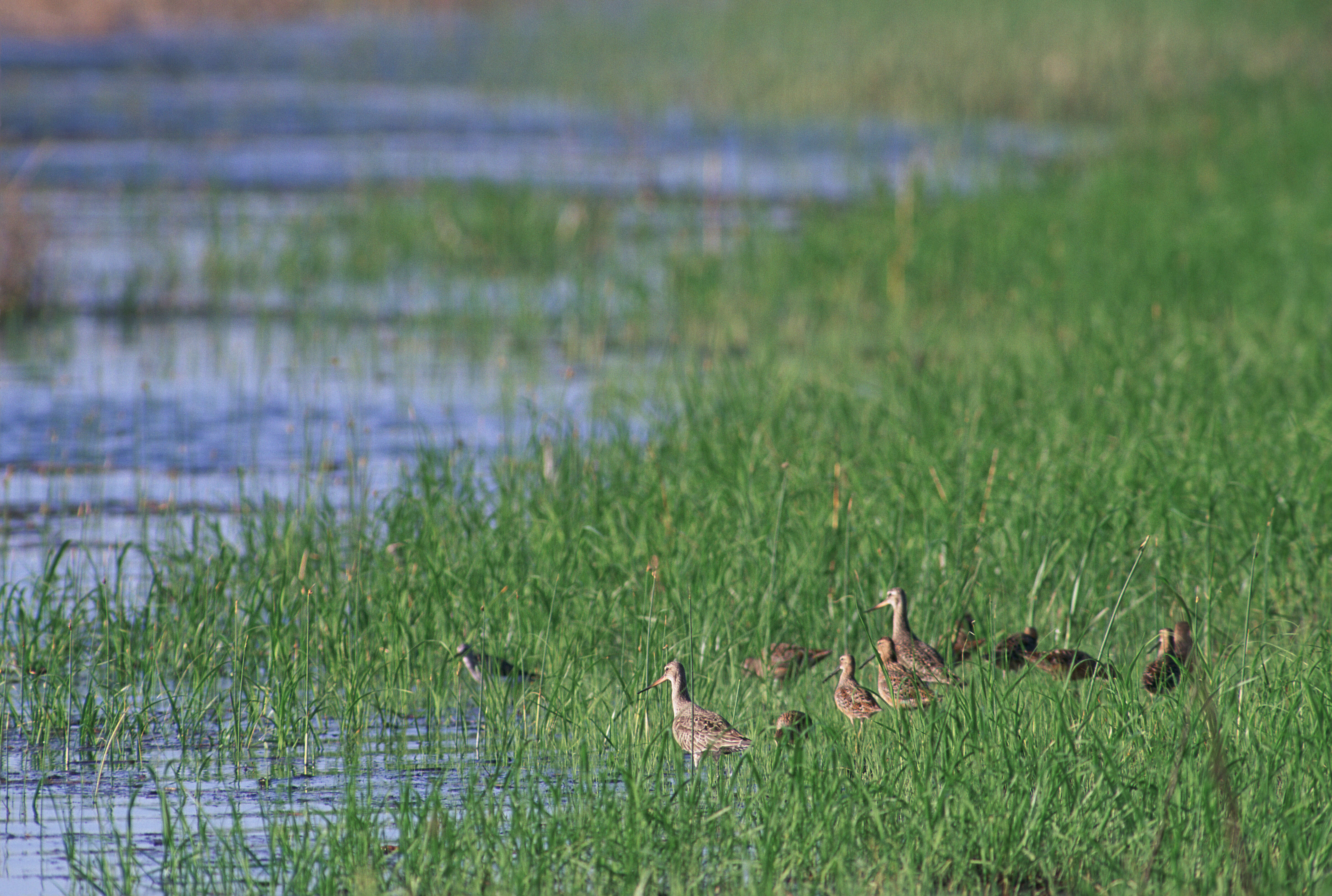 Image of Marbled Godwit