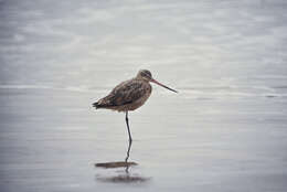 Image of Marbled Godwit