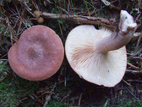 Image of Rufous Milkcap