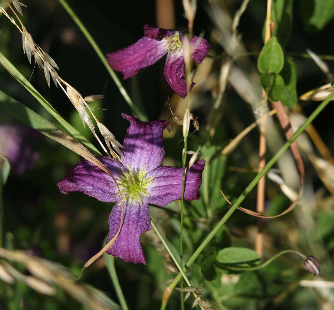Image of Purple Clematis