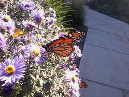 Image of Michaelmas daisy