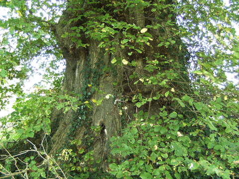 Image of Eurasian elm