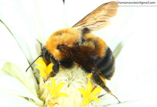 Image of Bombus opulentus Smith 1861