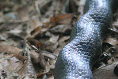 Image of Rat snakes