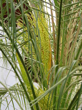 Image of pygmy date palm