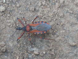 صورة Rhynocoris iracundus (Poda 1761)