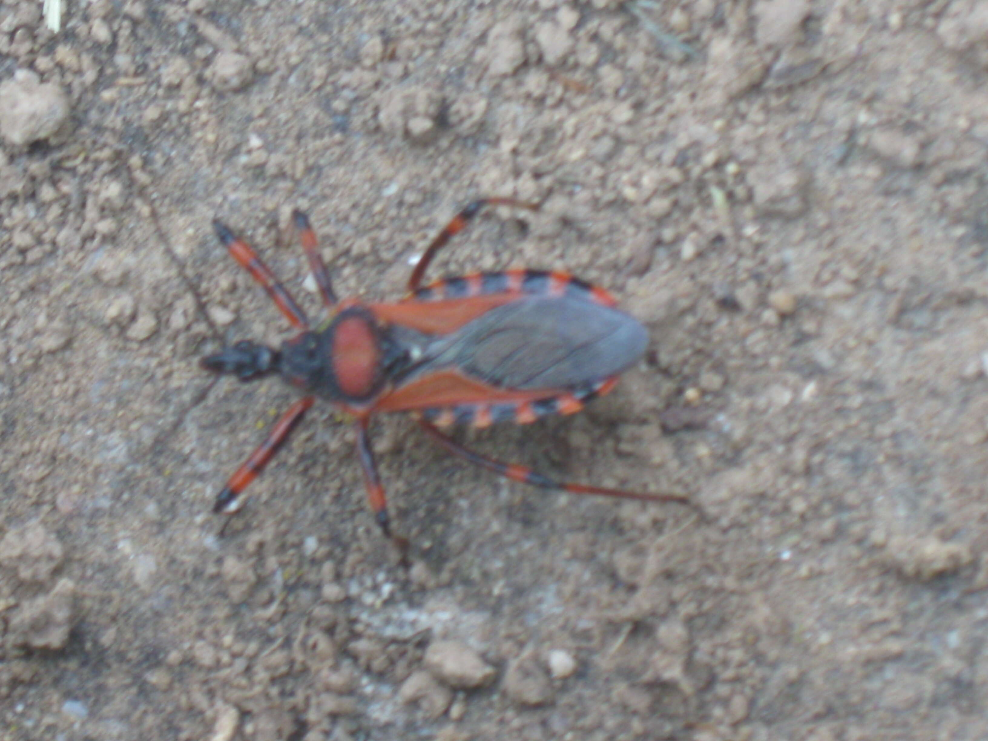 صورة Rhynocoris iracundus (Poda 1761)