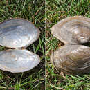 Image of Chinese Pond Mussel