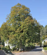 Image of Large-leaved Lime