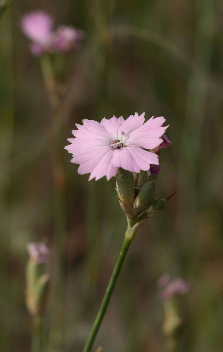 Image of Dianthus polymorphus Bieb.