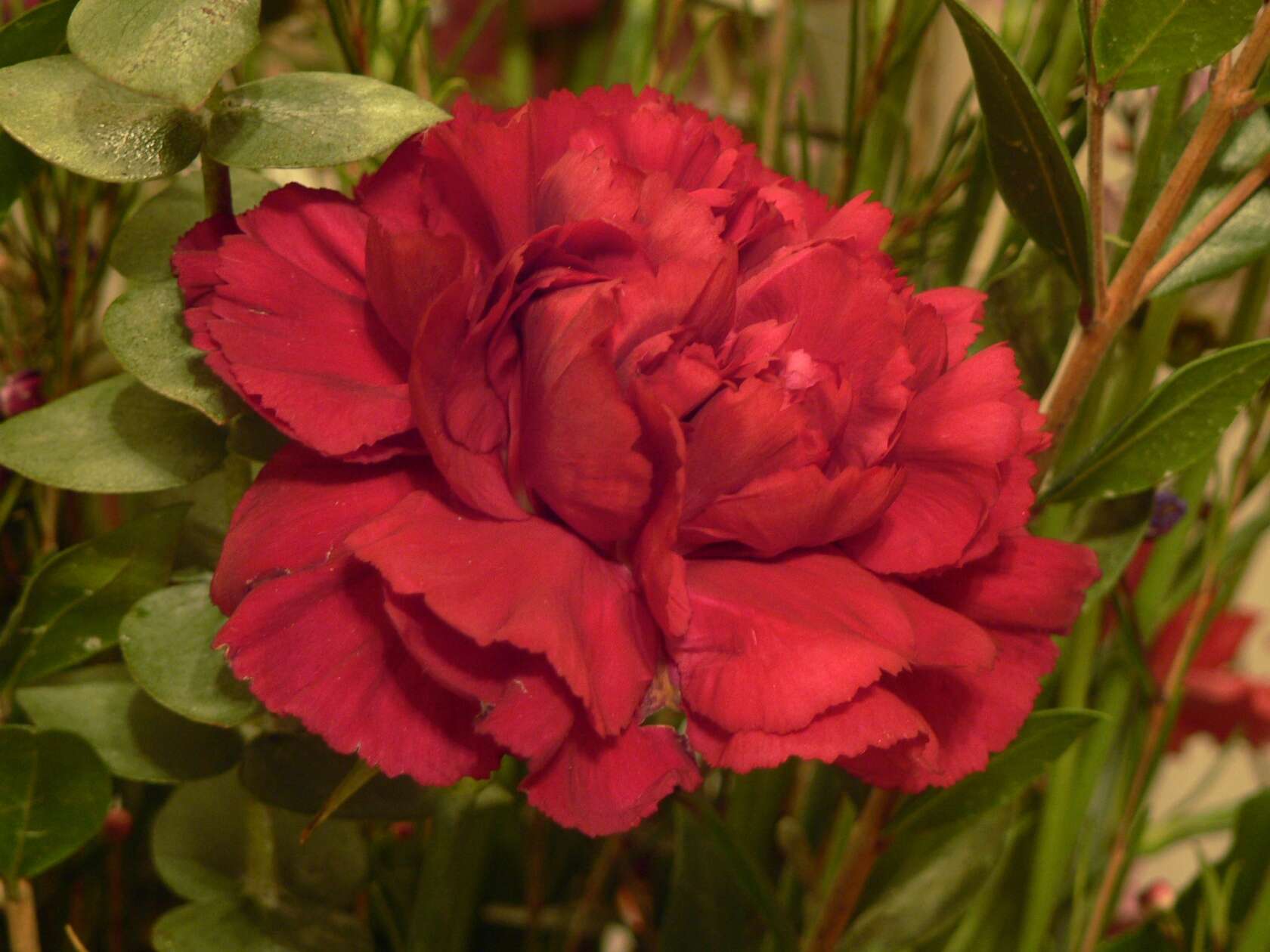 Image of carnation