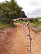 Image of Cat-eyed Tree Snakes