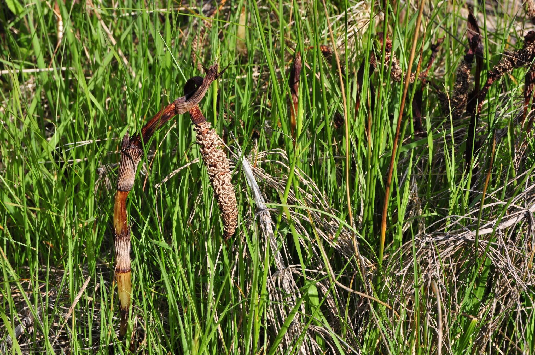 Image of giant horsetail