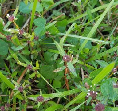 Image of Woodland False Buttonweed