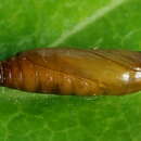 Image of Gelechiid moth