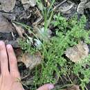 Image of brook cinquefoil