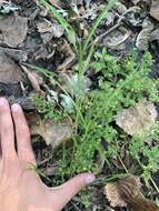 Image of brook cinquefoil