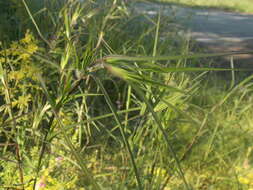 Image of Christmas grass