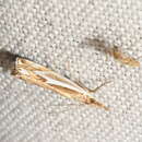 Image of Forked Grass-veneer