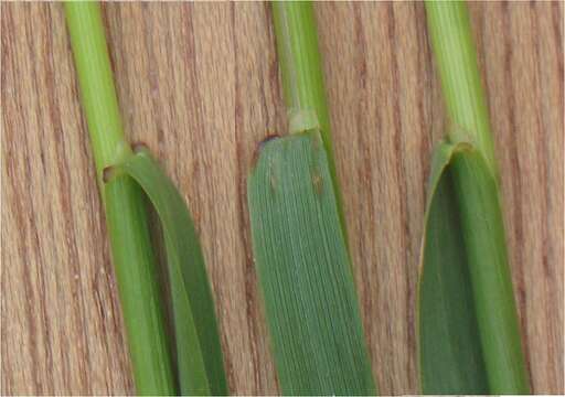 Imagem de Agrostis capillaris L.