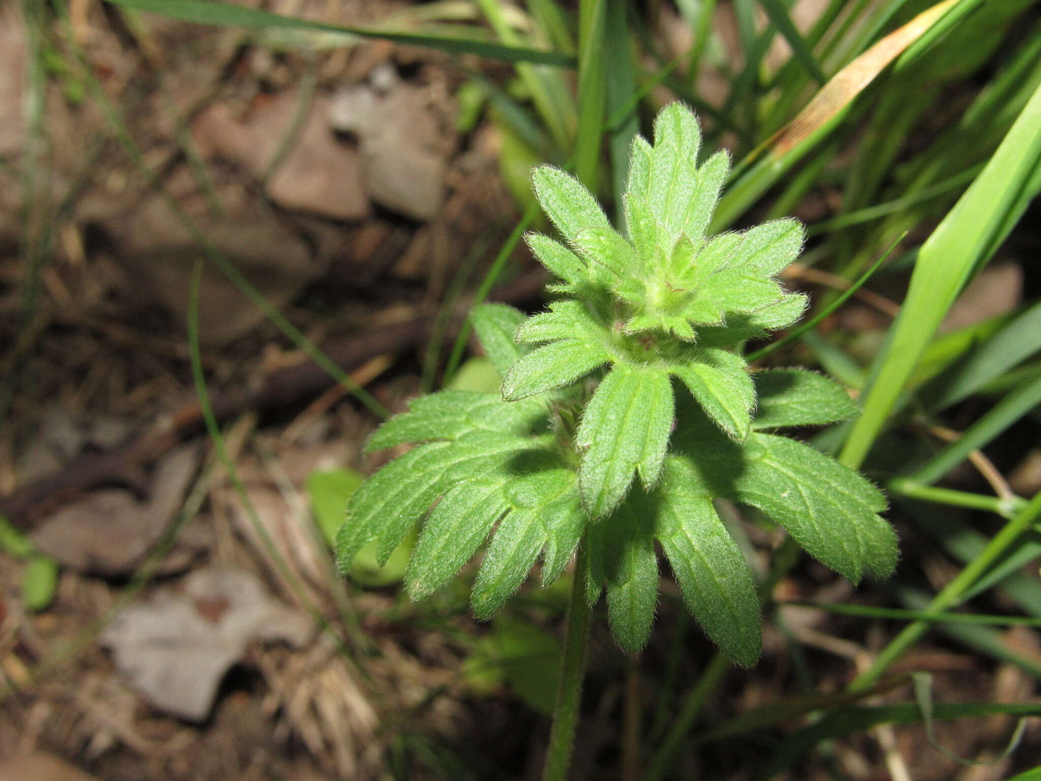 Image of Lamium amplexicaule var. orientale (Pacz.) Mennema