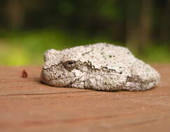 Image of Gray Treefrog