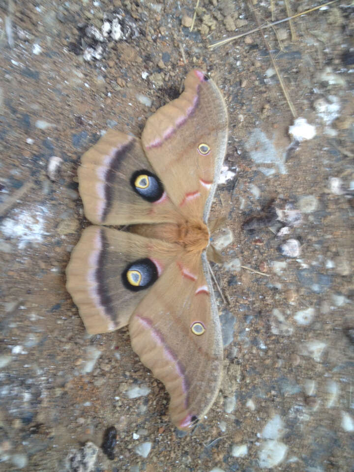 Image of Antheraea subgen. Telea Hübner (1819)