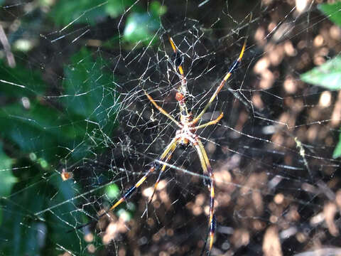 Imagem de Trichonephila clavipes (Linnaeus 1767)