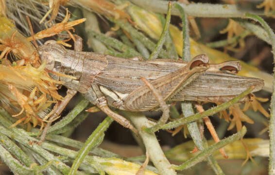 Image of Melanoplus cinereus Scudder & S. H. 1878