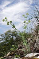 Image of Valerianella uncinata (Bieb.) Dufresne