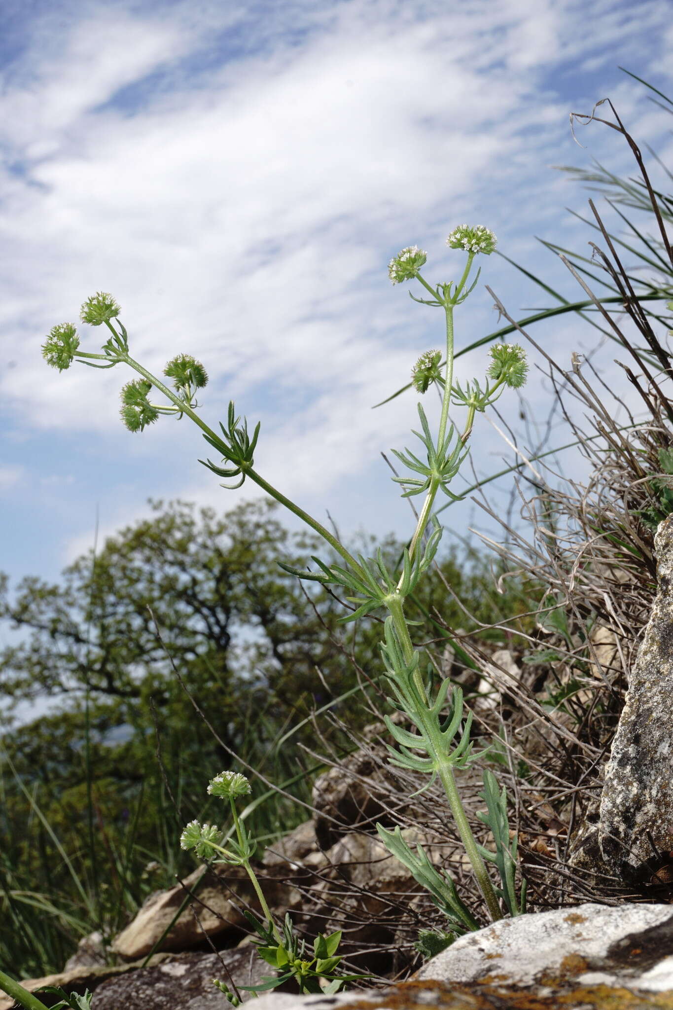 Слика од Valerianella uncinata (Bieb.) Dufresne