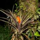 Image of tufted airplant