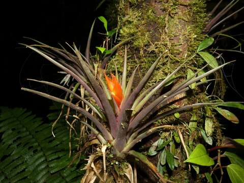 Image of tufted airplant