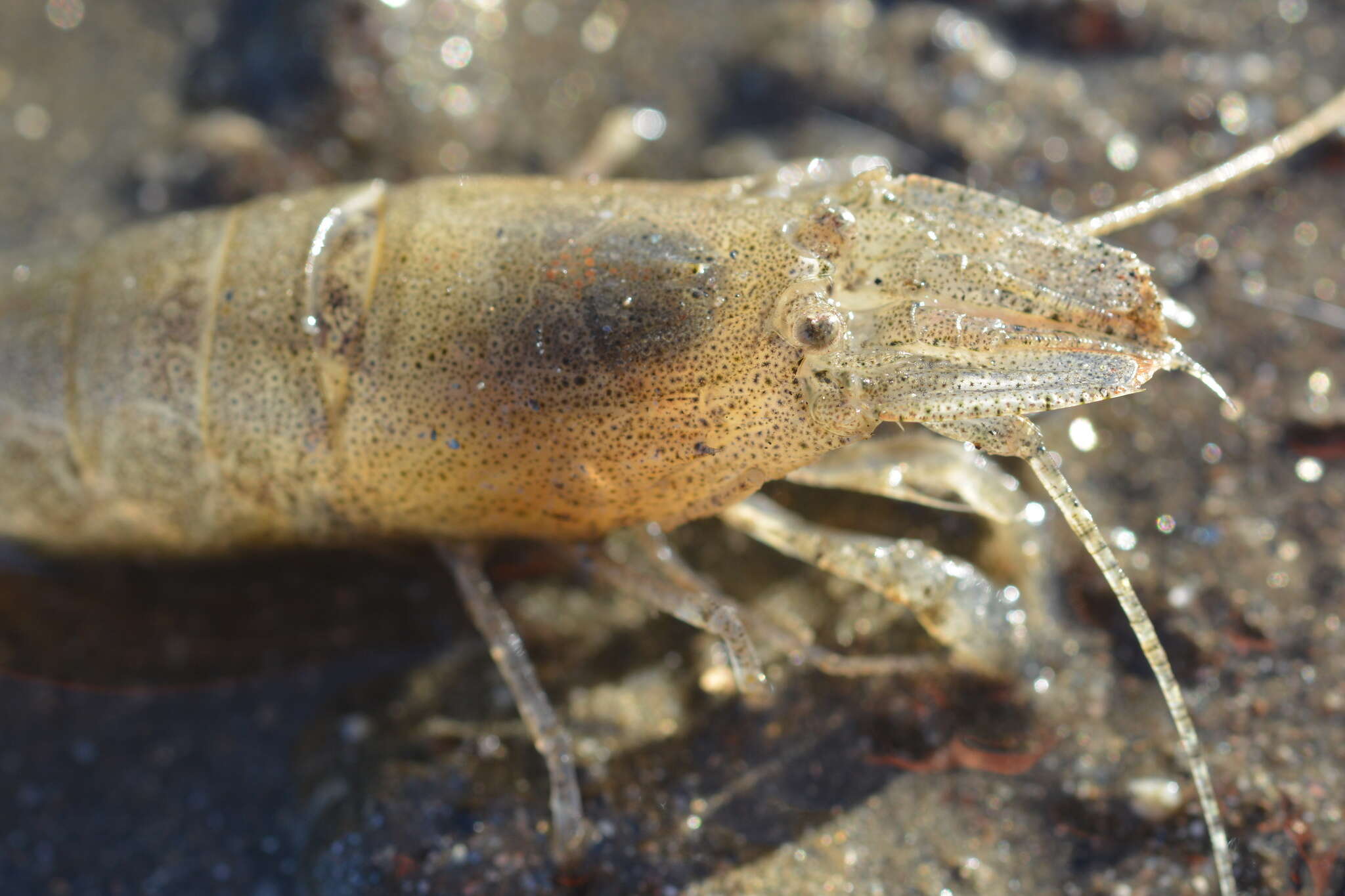 Image of California bay shrimp